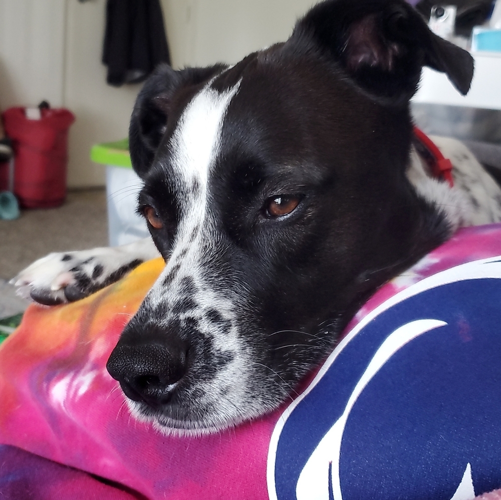 Meet Kalyn — That is my pup Finnegan.